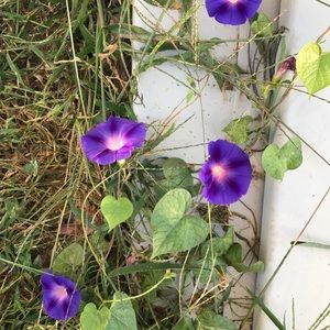 Meet your Posher, Liz